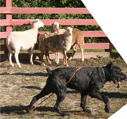Trial at the Working dog Classic